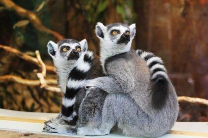 Animals. Zoo