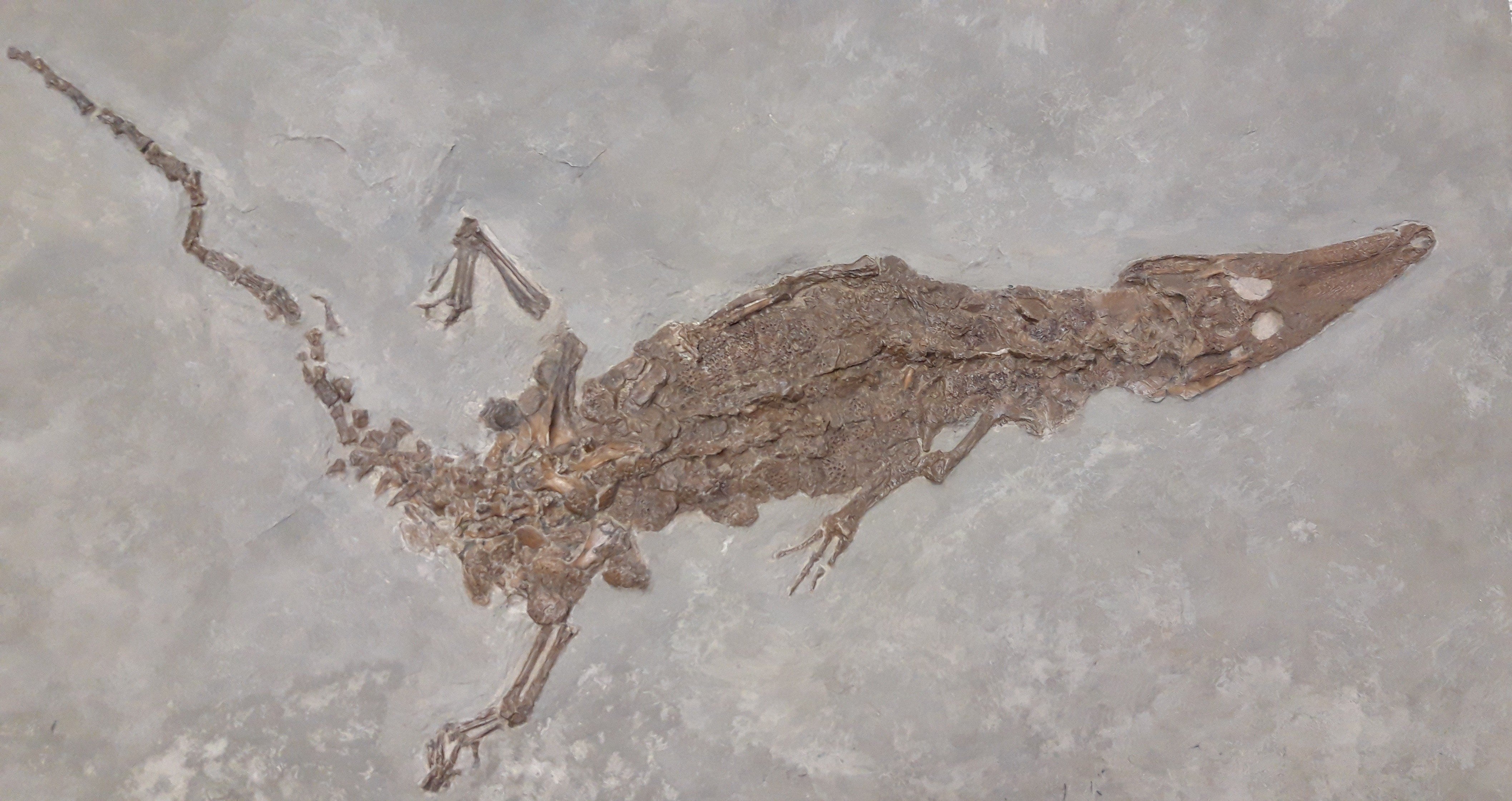 Diplocynodon rūšies krokodilo fosilija. Eugenijos Rudnickaitės nuotr.
