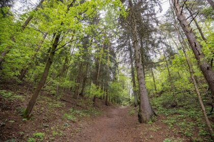 forest