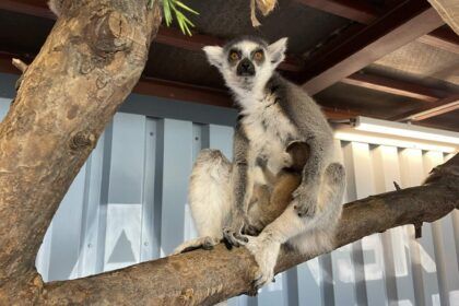Lemurs