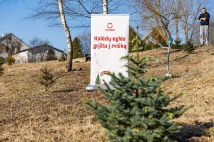 Christmas tree forest