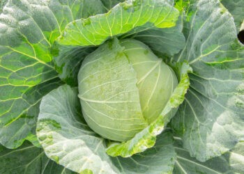 Vegetable Garden  Cabbage