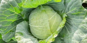 Vegetable Garden  Cabbage